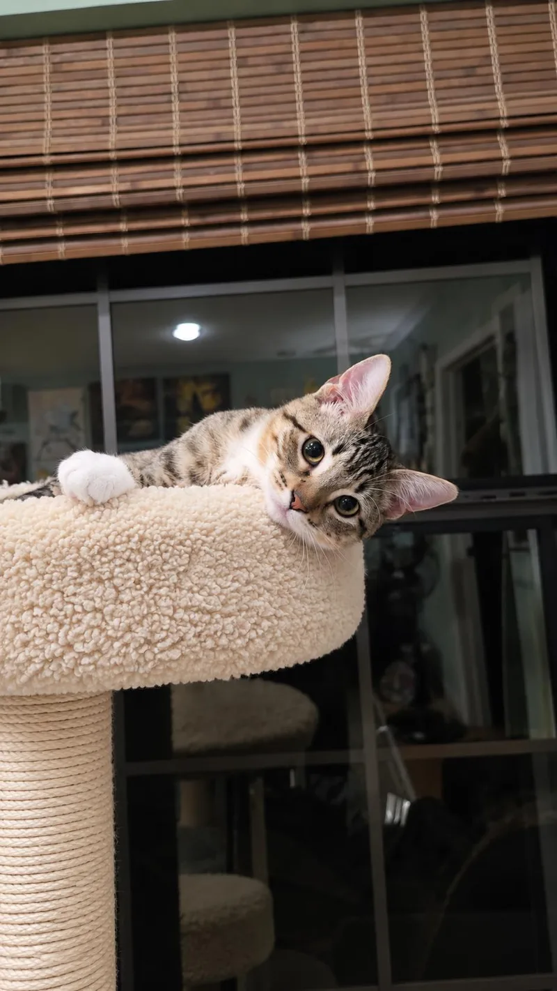 Molly & Phoebe thumbnail 6