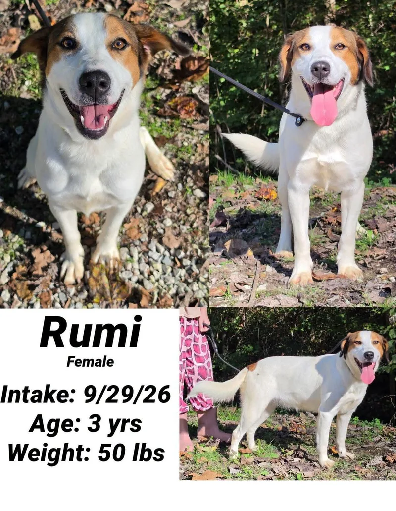 An adult medium-sized female Beagle dog named Rumi for adoption in Staffordsville, KY
