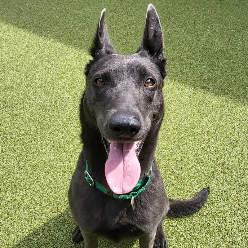 An adult large-sized female Gray / Blue / Silver Dutch Shepherd dog named Kailua for adoption in Greensboro, NC