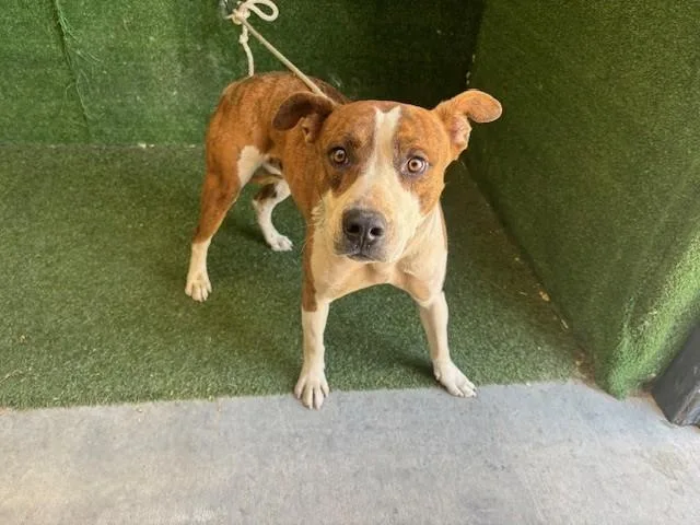 An adult medium-sized male Pit Bull Terrier dog named A for adoption in Lancaster, CA