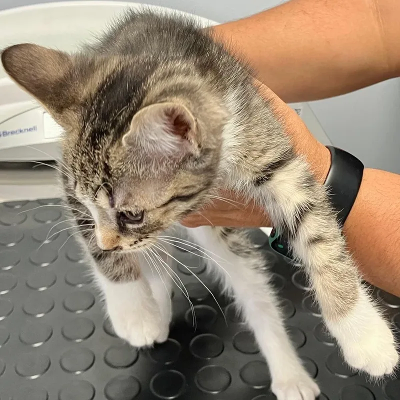 A baby medium-sized male Tabby (Brown / Chocolate) Domestic Short Hair cat named Ollie for adoption in Gastonia, NC