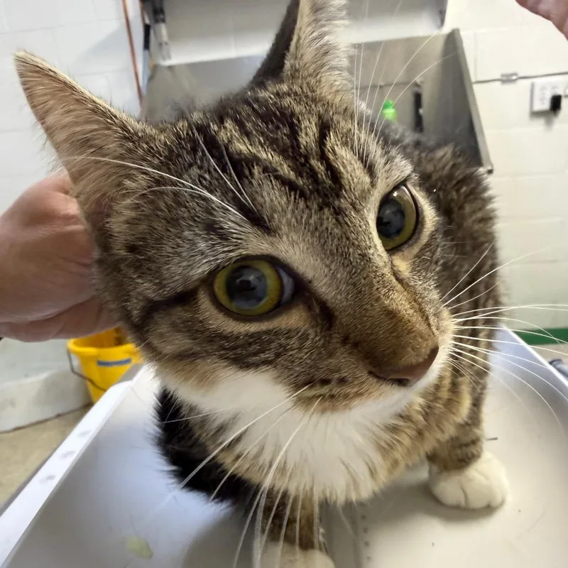 A young medium-sized male Brown / Chocolate Domestic Short Hair cat named Inky for adoption in Perkiomenville, PA