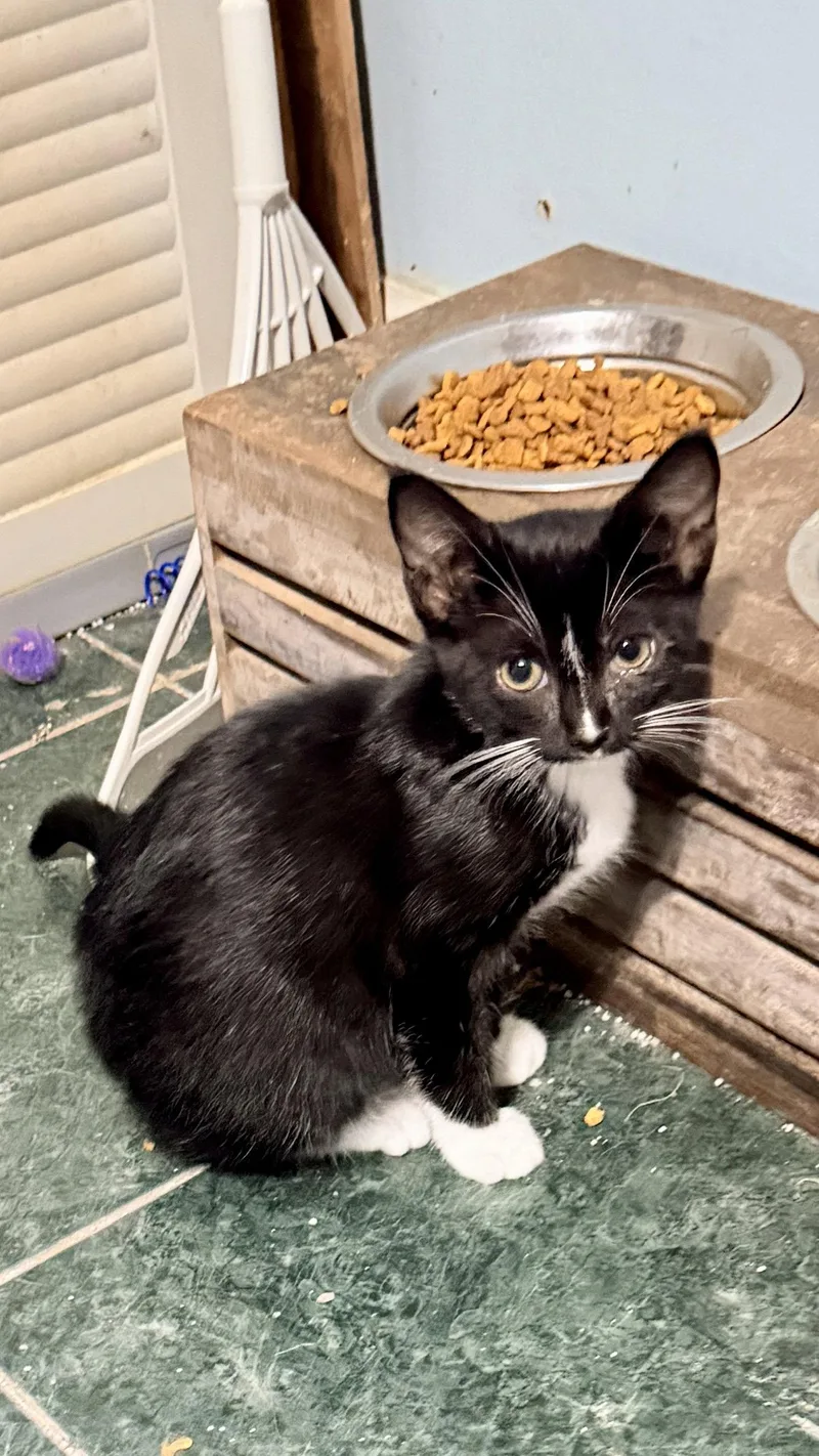 A young medium-sized female Black & White / Tuxedo Tuxedo cat named Bella for adoption in Cypress, TX