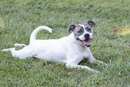 An adult medium-sized female Brindle Terrier dog named CoCo Puff for adoption in Bedford, IN