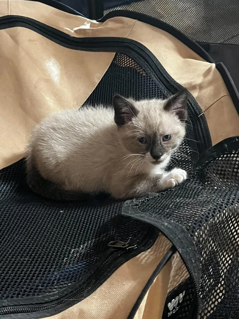A baby small-sized male Siamese cat named Merlin for adoption in Snyder, TX
