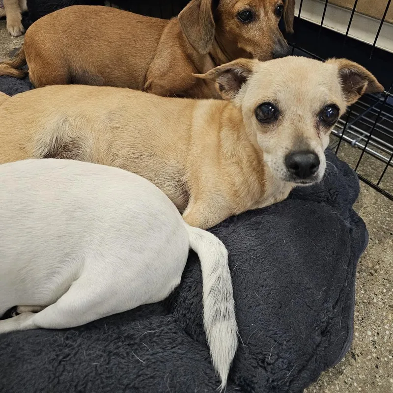 A senior small-sized female Yellow / Tan / Blond / Fawn Chihuahua dog named Abby for adoption in Apple Valley, CA