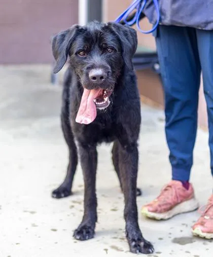 An adult large-sized male Mixed Breed dog named Jyle for adoption in Chamblee, GA