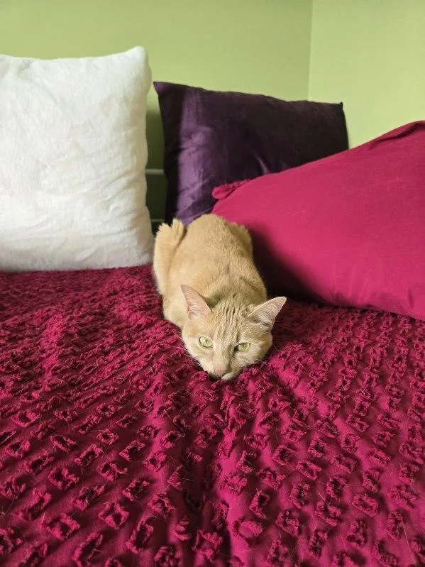 An adult medium-sized female Tabby (Orange / Red) Domestic Short Hair cat named Wish for adoption in Lansing, MI