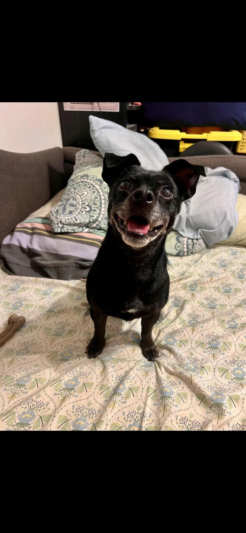 An adult small-sized female Black Chihuahua dog named Lola for adoption in Hamden, CT