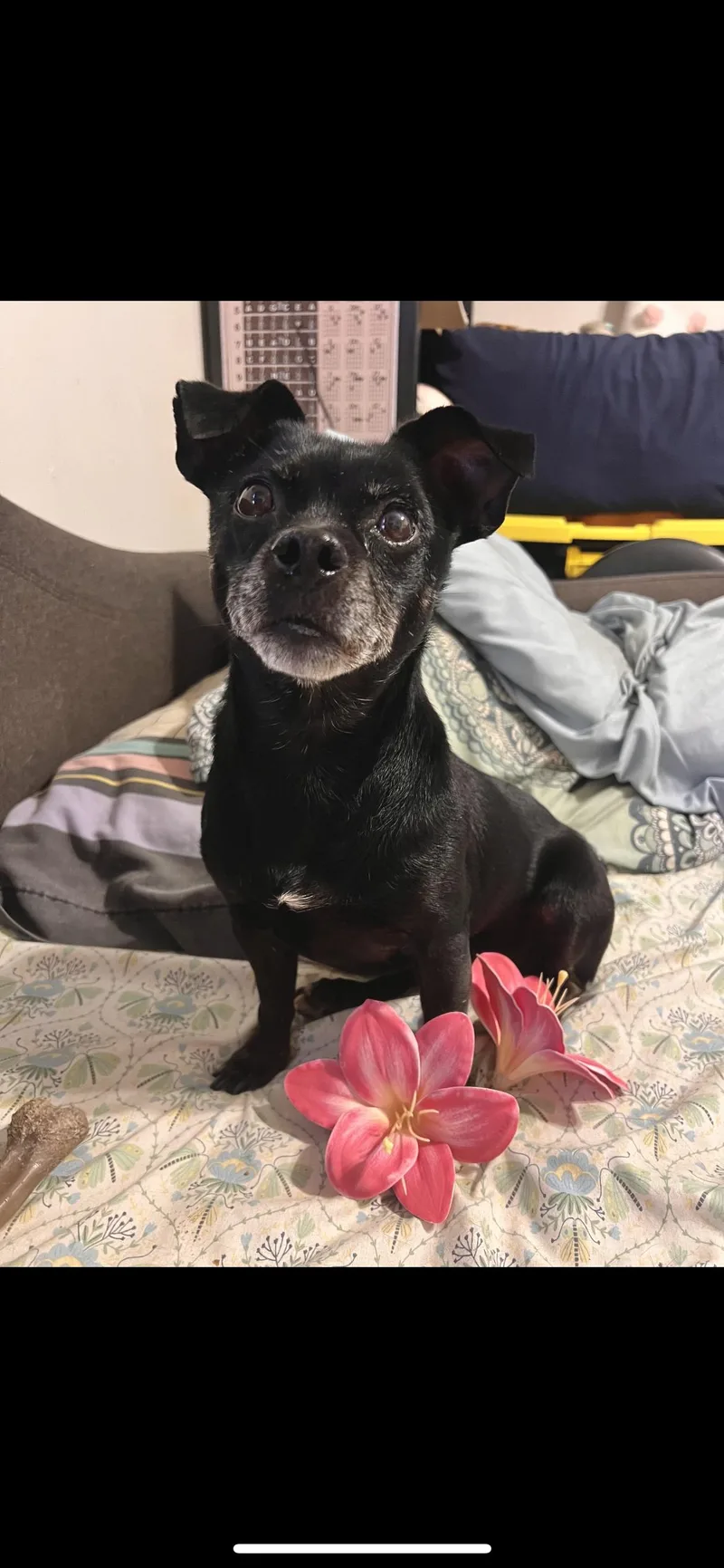 Lola thumbnail 3
