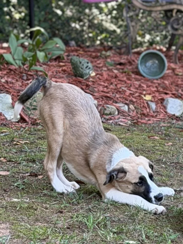 A baby medium-sized male Mixed Breed dog named Jack for adoption in Mooresville, NC