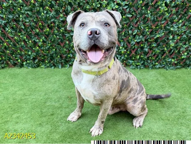 An adult large-sized male Mixed Breed dog named Dewey for adoption in West Palm Beach, FL
