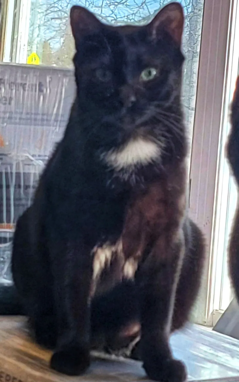 Hermione Granger thumbnail 4