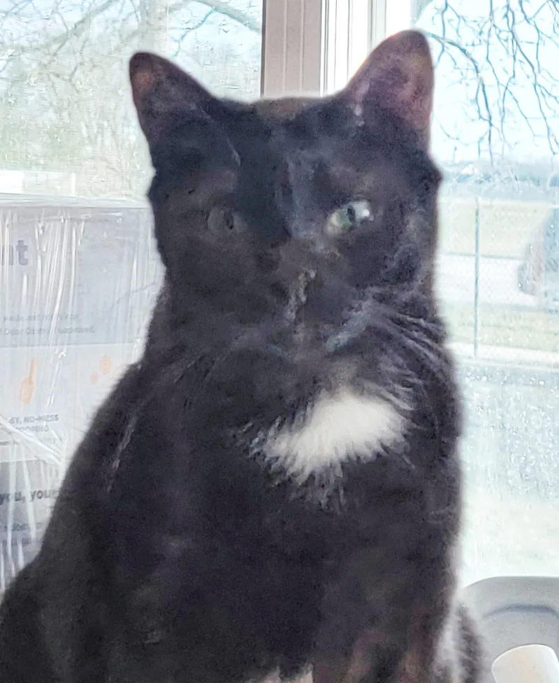 Hermione Granger thumbnail 5