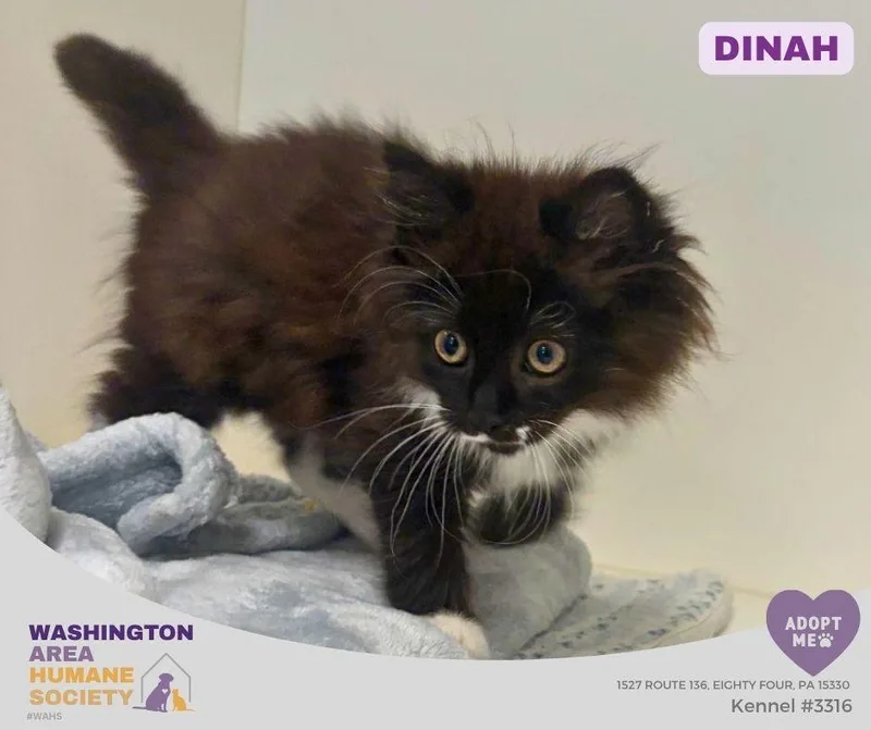 A baby small-sized female Black & White / Tuxedo Domestic Long Hair cat named Dinah for adoption in Eighty Four, PA