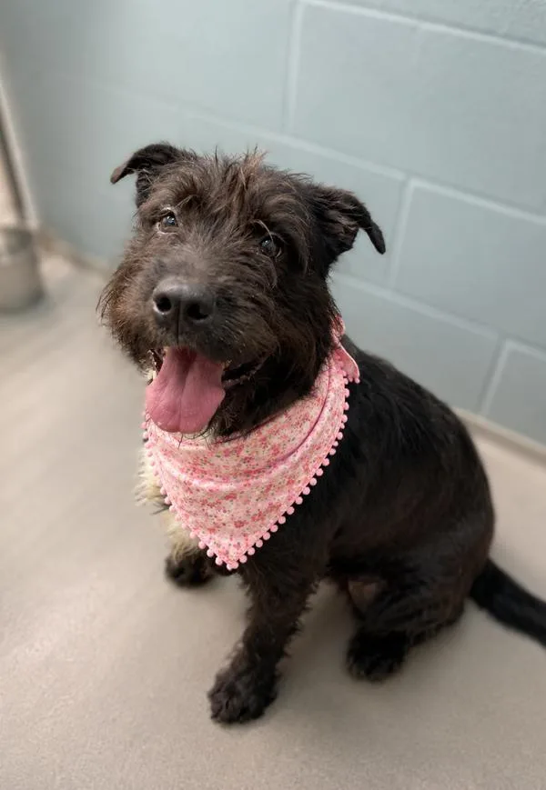 A young large-sized female Airedale Terrier dog named Frazzle for adoption in Lafayette, LA