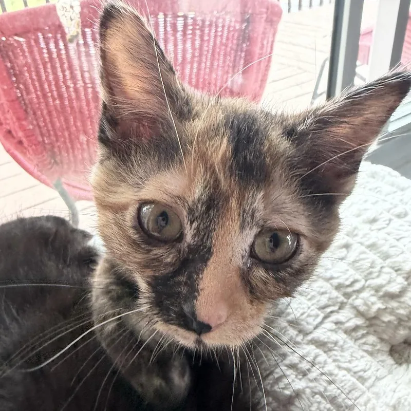 A baby small-sized female Tortoiseshell Domestic Short Hair cat named Deuce for adoption in Traverse City, MI