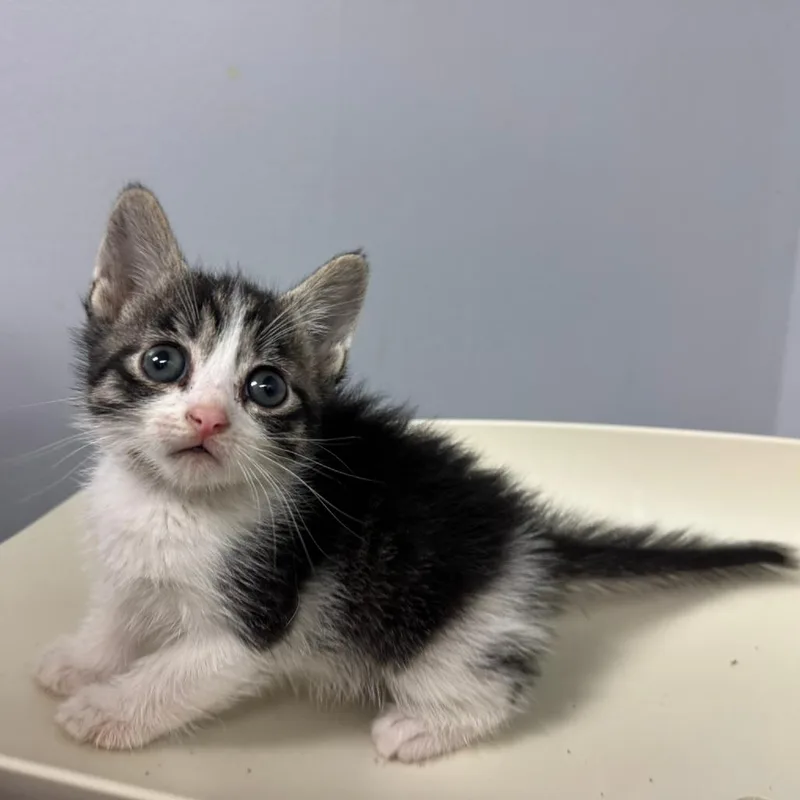 A baby small-sized male White Domestic Short Hair cat named Krenko for adoption in Columbus, GA