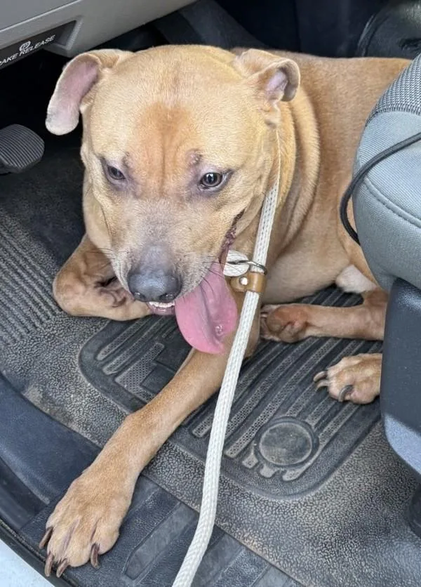 An adult large-sized male Pit Bull Terrier dog named Pen  Irvin for adoption in Lawrenceville, GA