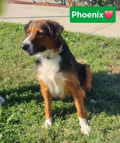 An adult medium-sized female Border Collie dog named Phoenix for adoption in Clinton, MO