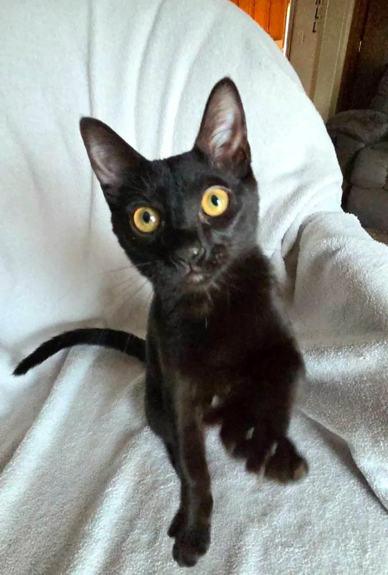 A young medium-sized female Black Domestic Short Hair cat named Edna Mode for adoption in Price, UT