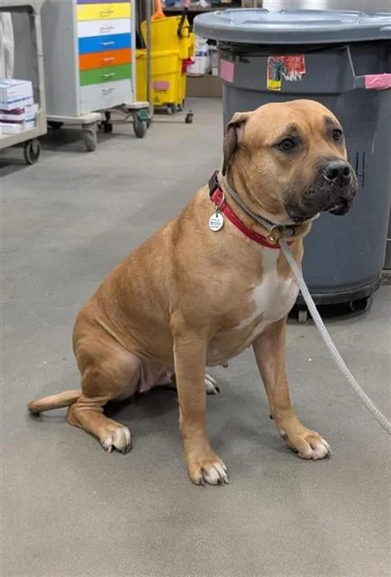 An adult large-sized female Mastiff dog named Nala for adoption in Upper Marlboro, MD