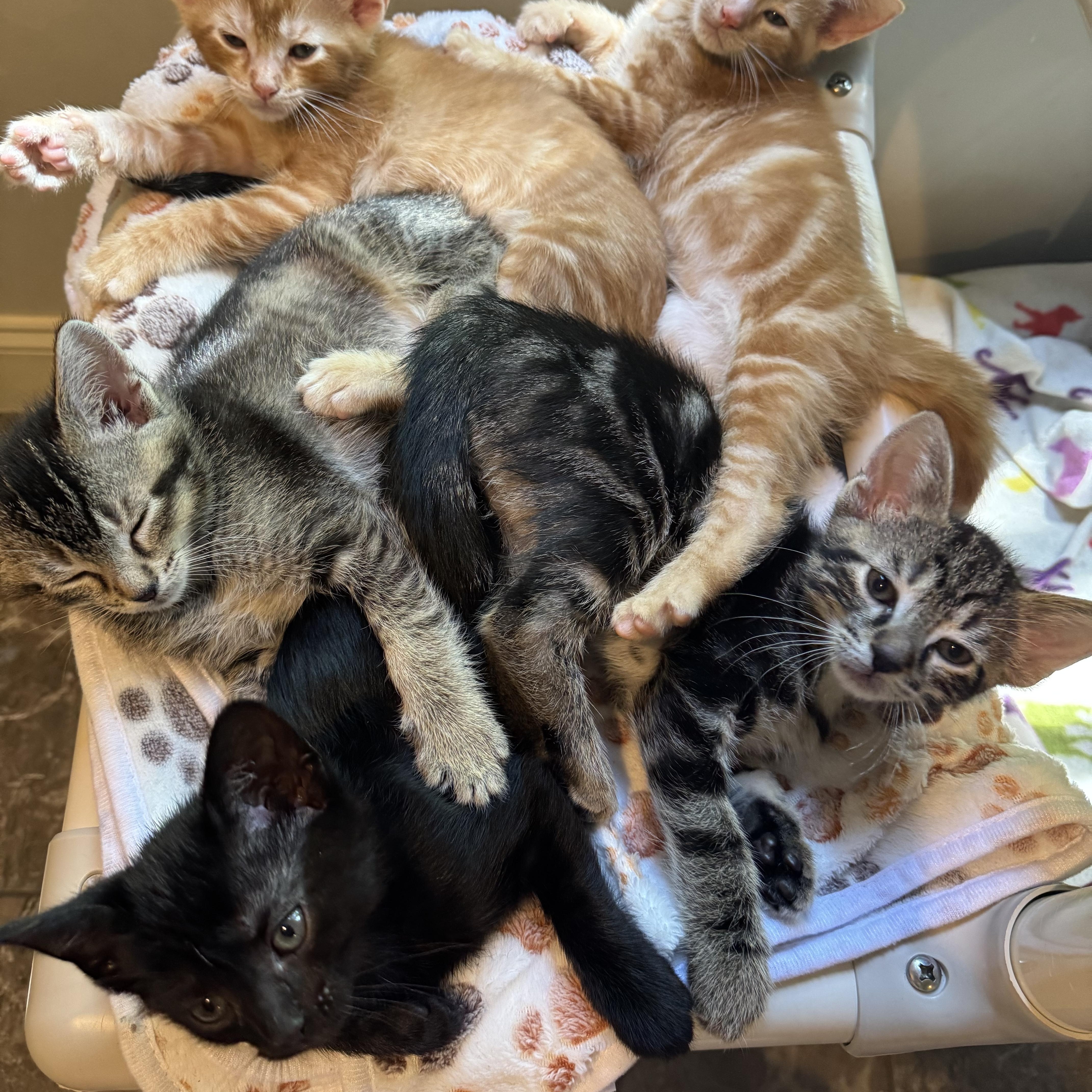 Pepper  Only  thumbnail 2