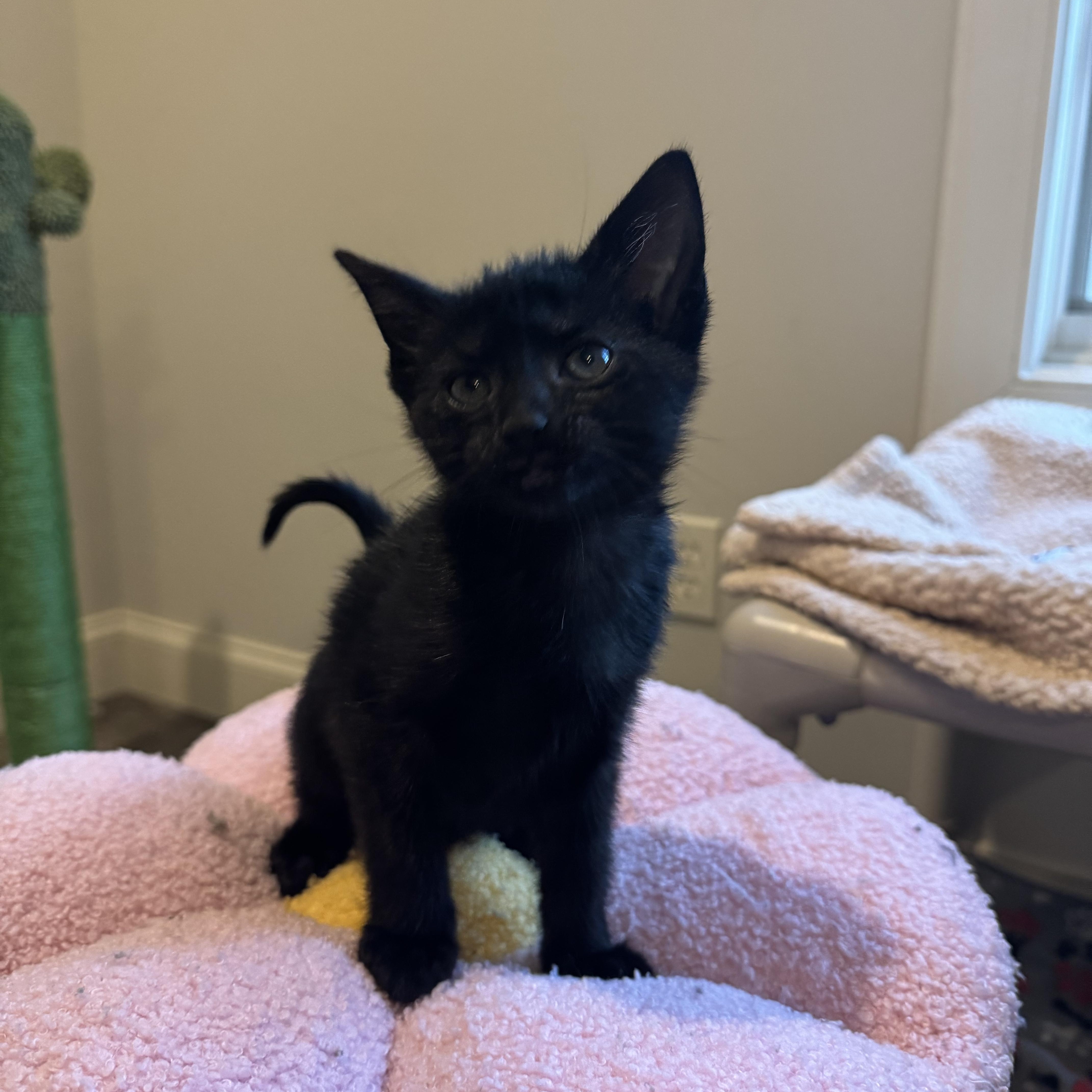 Pepper  Only  thumbnail 5