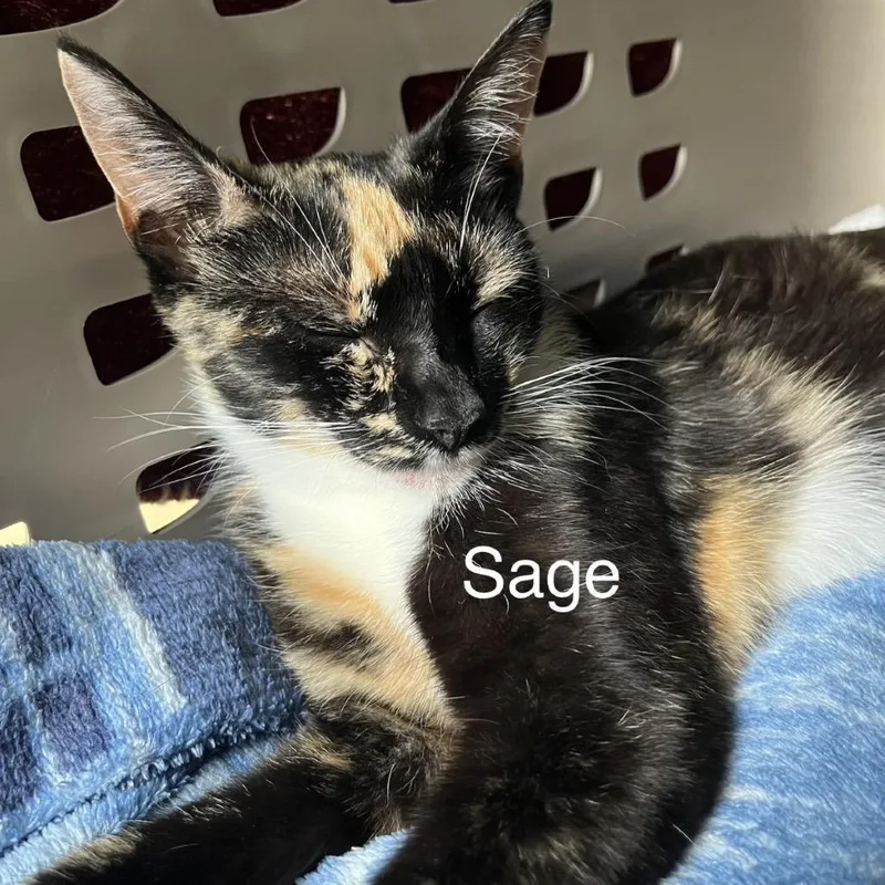 Mama Sage thumbnail 2