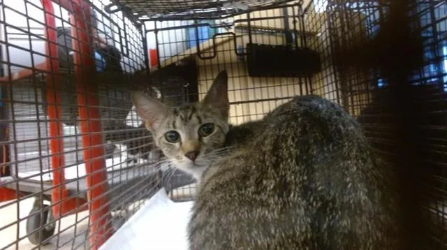 A young small-sized female Domestic Short Hair cat named Riky for adoption in Miami, FL