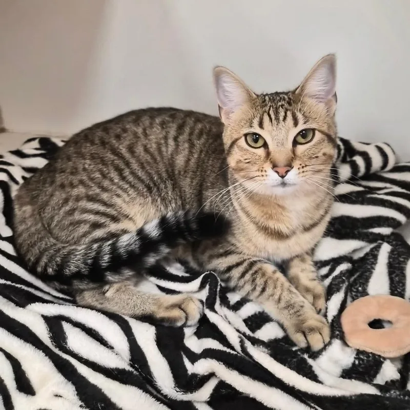 A young medium-sized female Domestic Short Hair cat named Thora for adoption in Woodstock, IL