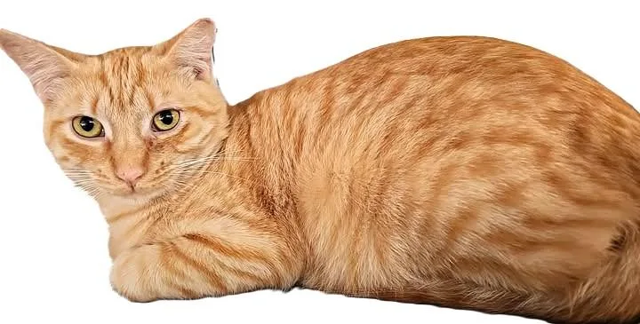 Butterscotch thumbnail 2