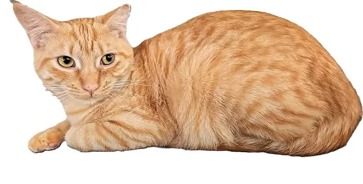 Butterscotch thumbnail 3