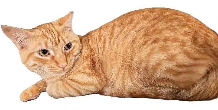 Butterscotch thumbnail 4