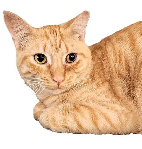 Butterscotch thumbnail 5