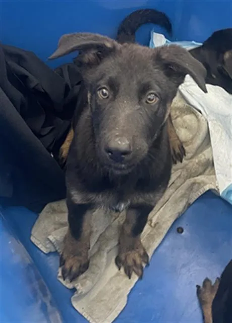 A baby large-sized male Mixed Breed dog named Porter for adoption in Dallas, TX