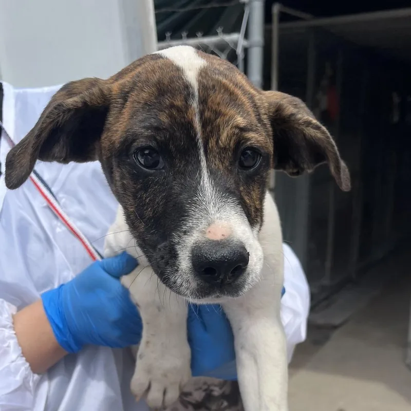 Sargento thumbnail 2