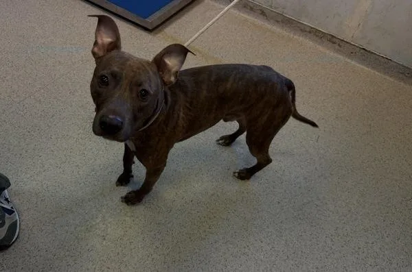 A young medium-sized male Mixed Breed dog named Winnie for adoption in New York, NY