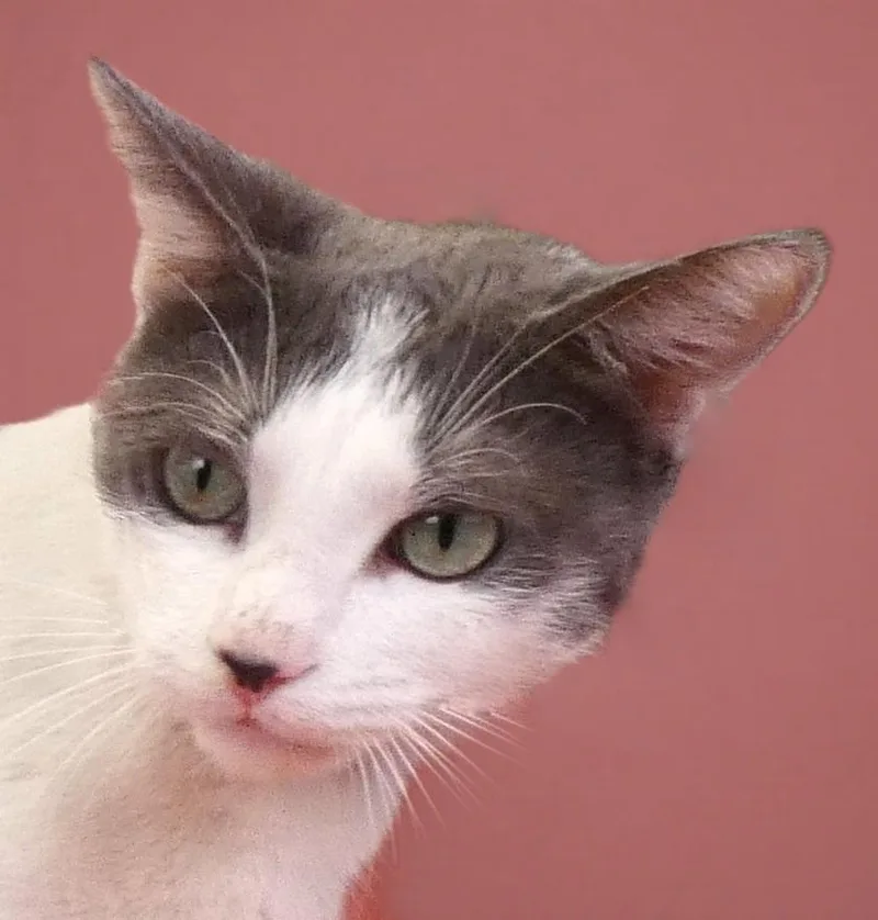 A young small-sized female Gray & White Domestic Short Hair cat named Charlot for adoption in Pasadena, CA
