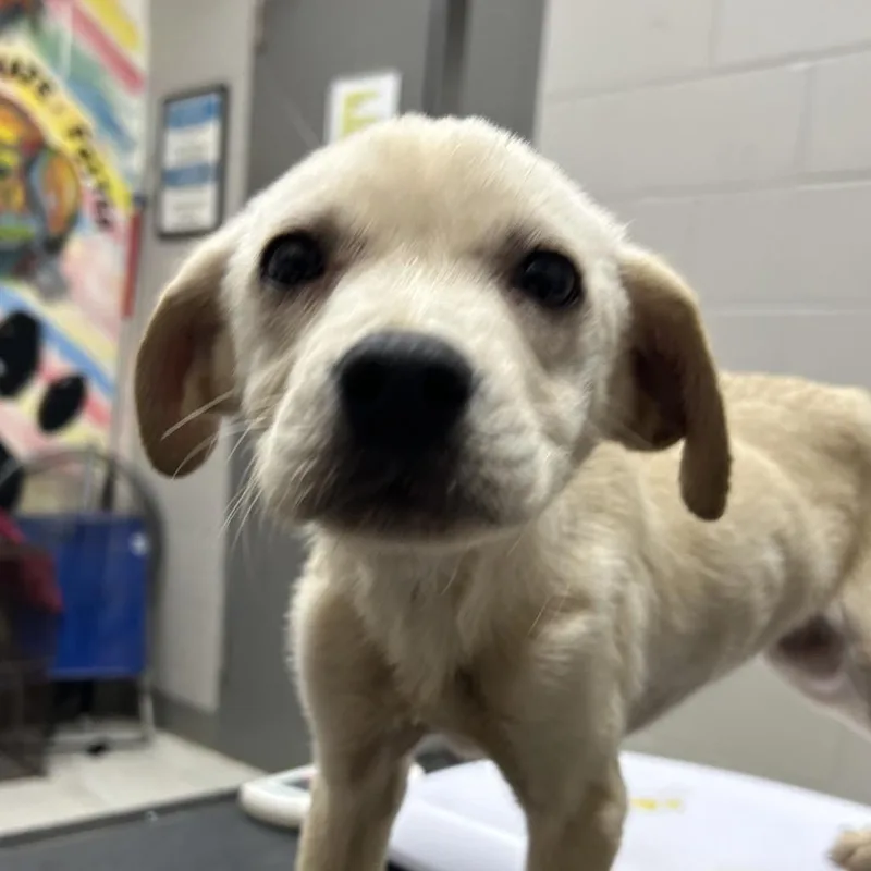 A baby small-sized female White / Cream Labrador Retriever dog named Tolly for adoption in Lufkin, TX