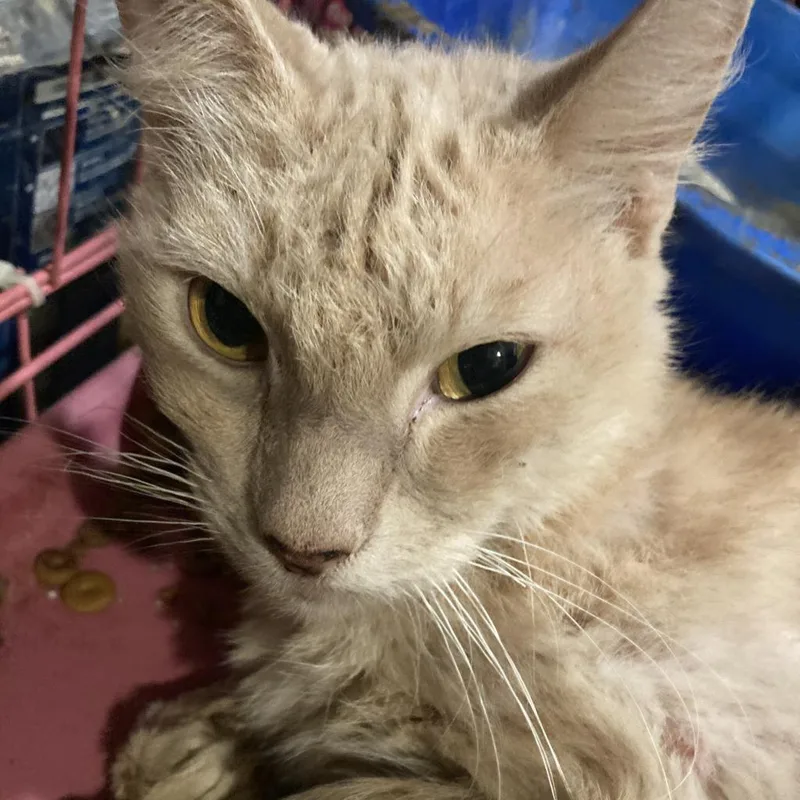An adult large-sized male Buff / Tan / Fawn Domestic Short Hair cat named Buff for adoption in Dickinson, TX