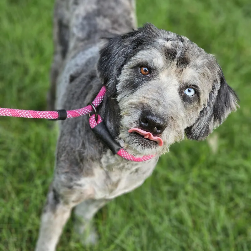 An adult medium-sized male Merle (Blue) Aussiedoodle dog named Chewy aussiedoodle so il for adoption in O Fallon, IL