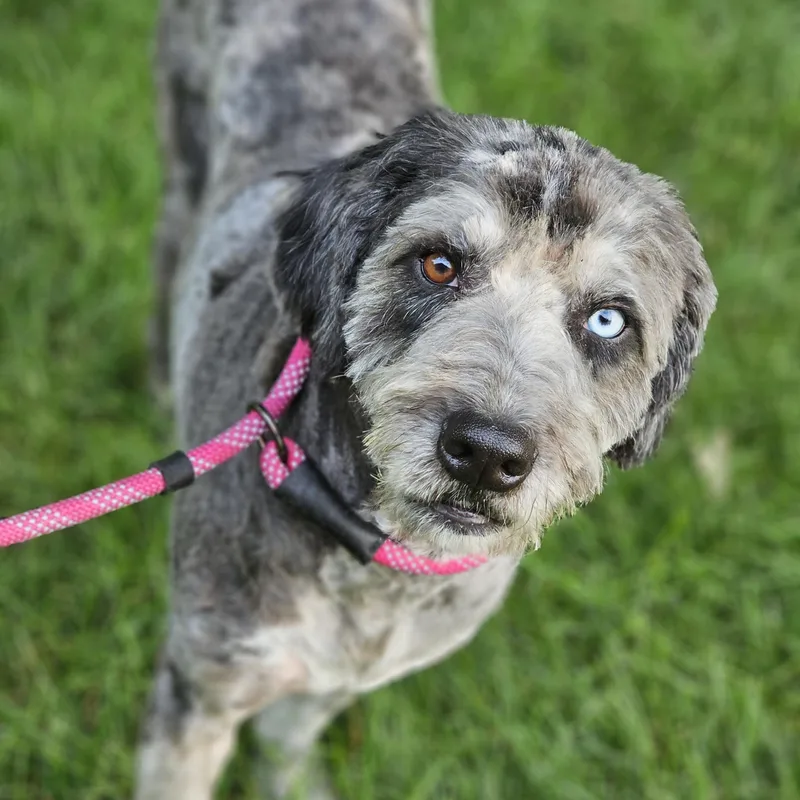 Chewy aussiedoodle so il thumbnail 4
