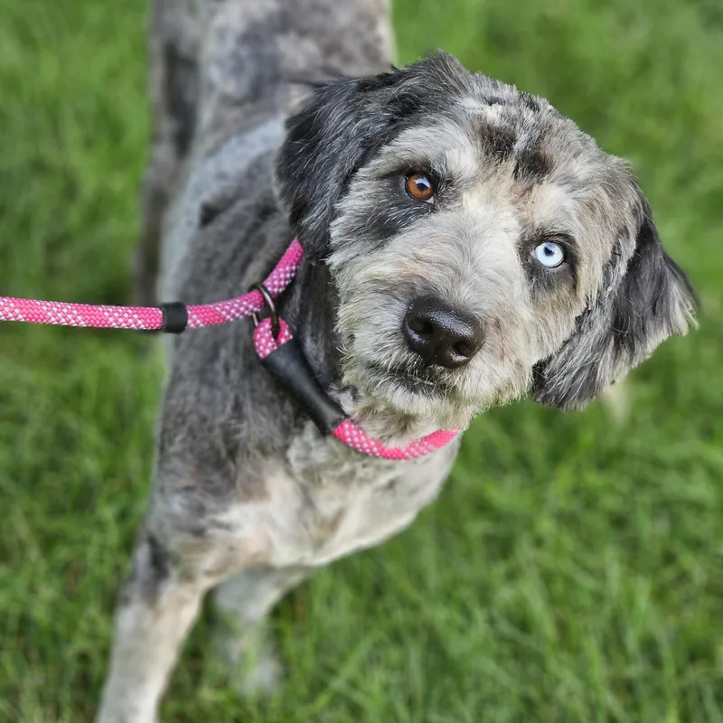 Chewy aussiedoodle so il thumbnail 5
