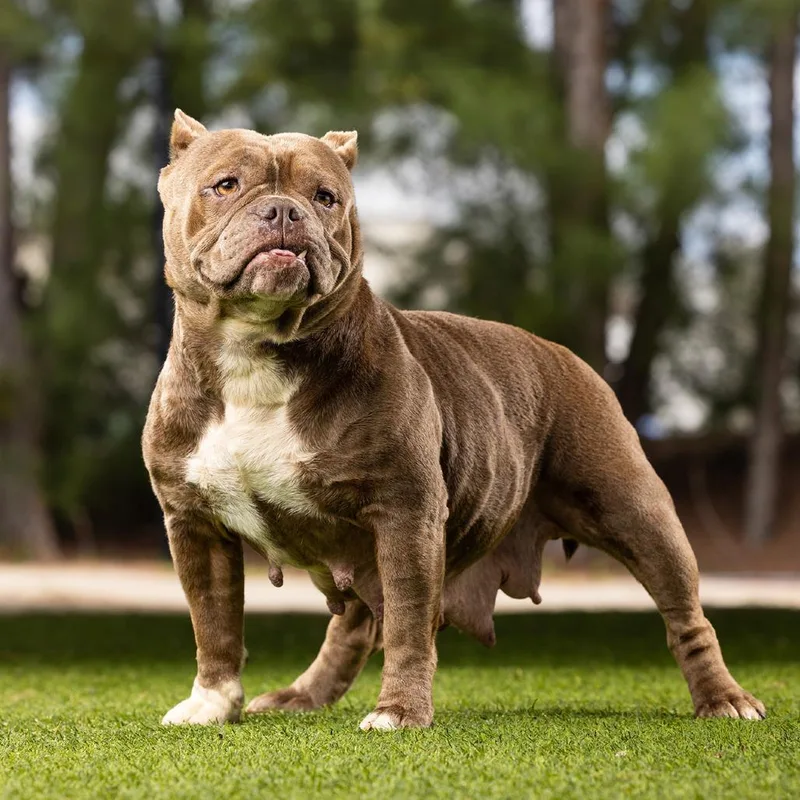 An adult medium-sized female Gray / Blue / Silver English Bulldog dog named Lovey for adoption in Jupiter, FL
