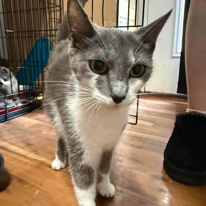 A young small-sized female Gray / Blue / Silver Domestic Short Hair cat named Sugar for adoption in Inwood, WV