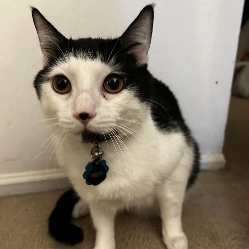 A young small-sized male White American Shorthair cat named Snoopy  Home To for adoption in South Elgin, IL