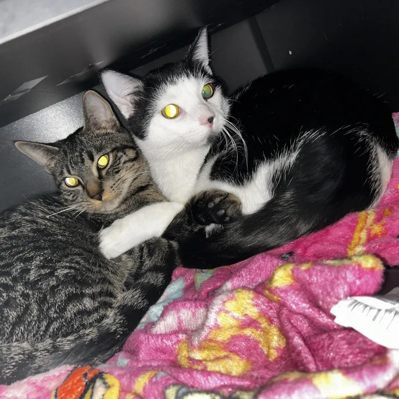 Snoopy  Home To thumbnail 2