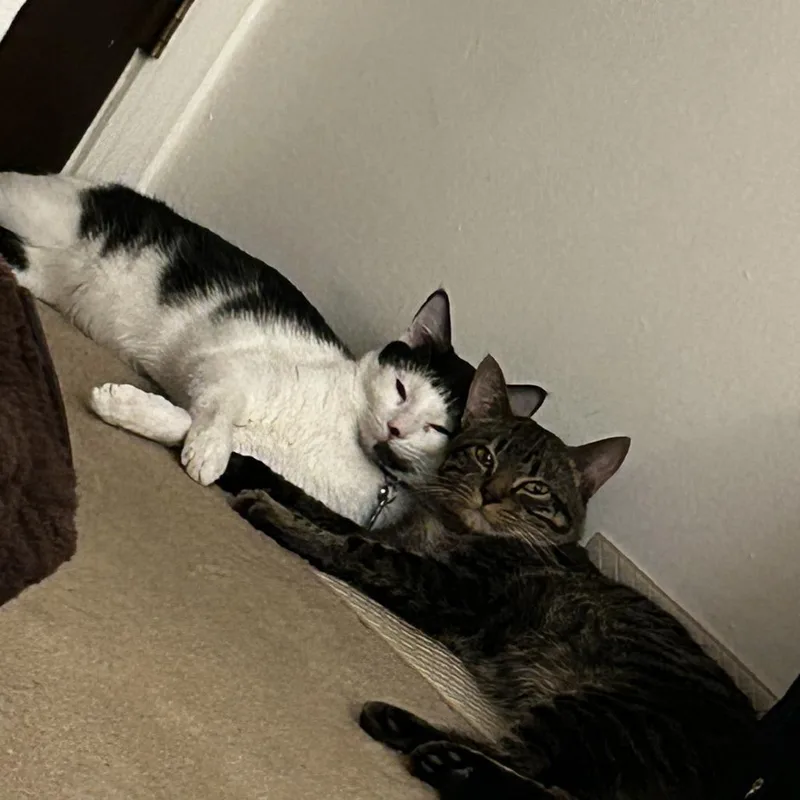 Snoopy  Home To thumbnail 3