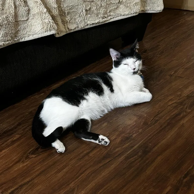 Snoopy  Home To thumbnail 4